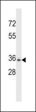 ANTI-CELA3B(N-TERMINAL) antibody produced in rabbit affinity isolated antibody, buffered aqueous solution