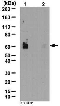 Anticorps anti-phospho-SPAK (Ser373)/anticorps anti-phospho-OSR1 (Ser325) from rabbit, purified by affinity chromatography