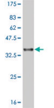 ANTI-LHX1 antibody produced in mouse clone 4A5, purified immunoglobulin, buffered aqueous solution