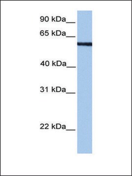 Anti-MLLT3 (AB1) antibody produced in rabbit affinity isolated antibody