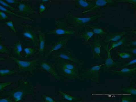 Anti-NUFIP1 antibody produced in mouse purified immunoglobulin, buffered aqueous solution