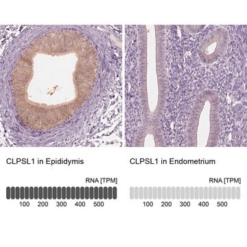 Anti-CLPSL1 antibody produced in rabbit Prestige Antibodies&#174; Powered by Atlas Antibodies, affinity isolated antibody