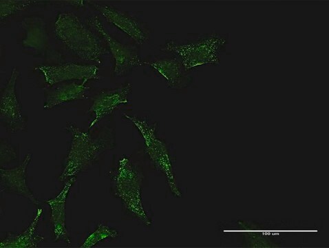 Anti-TEX264 antibody produced in rabbit purified immunoglobulin, buffered aqueous solution