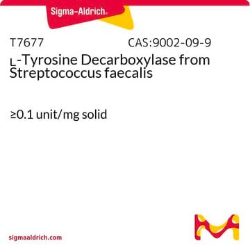 L-チロシンデカルボキシラーゼ Streptococcus faecalis（大便レンサ球菌）由来 &#8805;0.1&#160;unit/mg solid