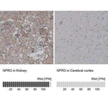 Anti-NPR3 antibody produced in rabbit Prestige Antibodies&#174; Powered by Atlas Antibodies, affinity isolated antibody, buffered aqueous glycerol solution