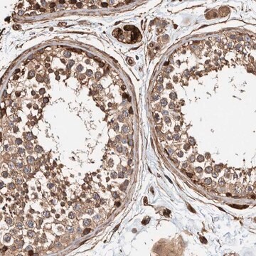 Anti-PKD1L1 antibody produced in rabbit Prestige Antibodies&#174; Powered by Atlas Antibodies, affinity isolated antibody, buffered aqueous glycerol solution, Ab2