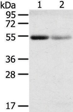 Anti-SLC17A1 affinity isolated antibody