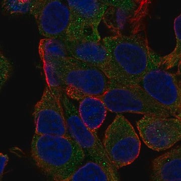 Anti-Mogat1 Antibody Produced In Rabbit Prestige Antibodies&#174; Powered by Atlas Antibodies, affinity isolated antibody, buffered aqueous glycerol solution