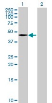 Anti-TIPIN antibody produced in mouse purified immunoglobulin, buffered aqueous solution