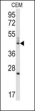 Anti-BCL2L13 (center) antibody produced in rabbit saturated ammonium sulfate (SAS) precipitated, buffered aqueous solution