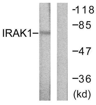 Anti-IRAK1 antibody produced in rabbit affinity isolated antibody