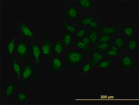 Monoclonal Anti-SFRS3 antibody produced in mouse clone 2D2, purified immunoglobulin, buffered aqueous solution