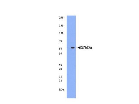 Anti-Nab2 Antibody serum, Chemicon&#174;