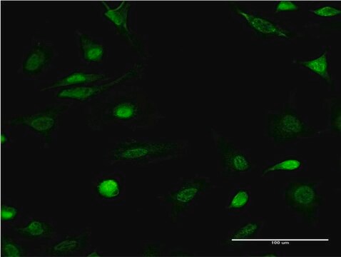 Monoclonal Anti-ID1 antibody produced in mouse clone 4F6, purified immunoglobulin, buffered aqueous solution