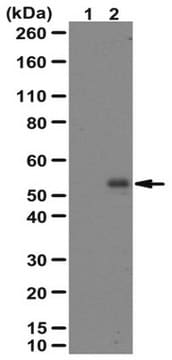 Anticuerpo anti-fosfo SMAD2 (Ser465/467) from rabbit, purified by affinity chromatography