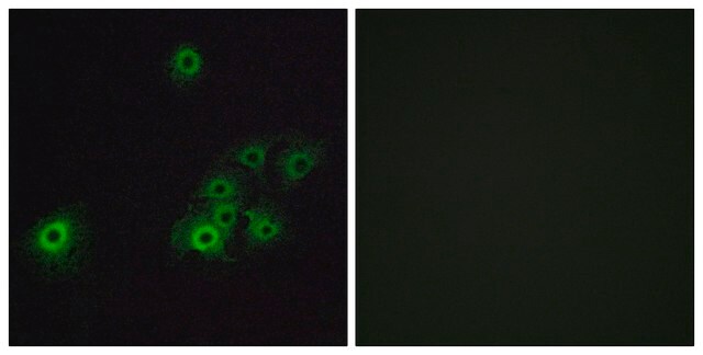 Anti-OR4C15 antibody produced in rabbit affinity isolated antibody