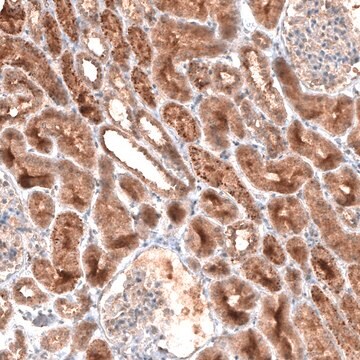 Monoclonal Anti-LAPTM4B antibody produced in mouse Prestige Antibodies&#174; Powered by Atlas Antibodies, clone CL5287, purified immunoglobulin, buffered aqueous glycerol solution