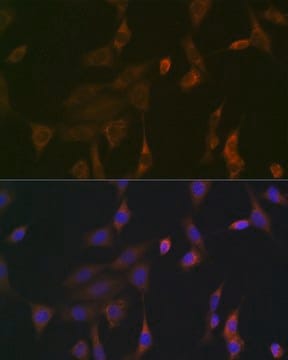 Anti-KRAS+HRAS+NRAS antibody produced in rabbit