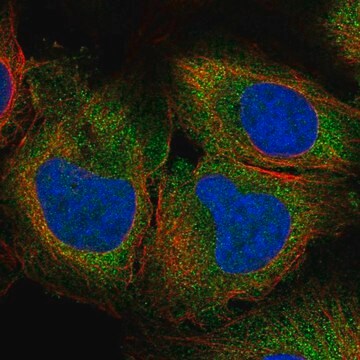 Anti-Slc25A45 Antibody Produced In Rabbit Prestige Antibodies&#174; Powered by Atlas Antibodies, affinity isolated antibody, buffered aqueous glycerol solution