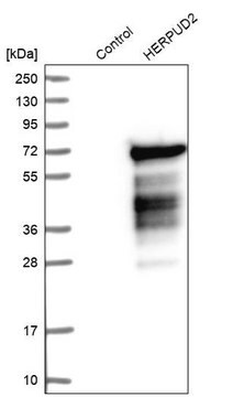 Anti-HERPUD2 antibody produced in rabbit Prestige Antibodies&#174; Powered by Atlas Antibodies, affinity isolated antibody, buffered aqueous glycerol solution