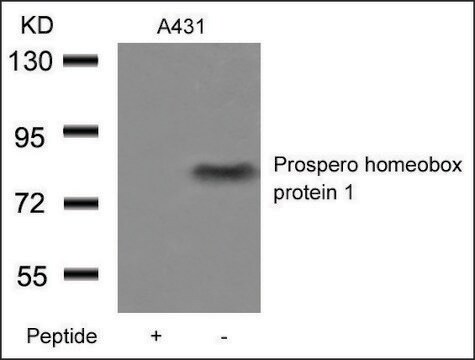 Anti-PROX1 antibody produced in rabbit affinity isolated antibody