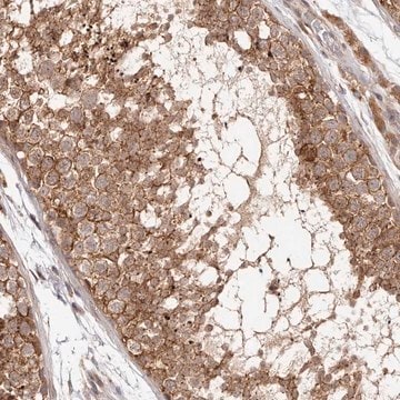 Anti-MICAL2 antibody produced in rabbit Prestige Antibodies&#174; Powered by Atlas Antibodies, affinity isolated antibody, buffered aqueous glycerol solution