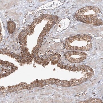 Anti-PDE11A antibody produced in rabbit Prestige Antibodies&#174; Powered by Atlas Antibodies, affinity isolated antibody, buffered aqueous glycerol solution