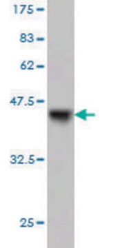 Monoclonal Anti-GCK, (C-terminal) antibody produced in mouse clone 1G10, purified immunoglobulin, buffered aqueous solution