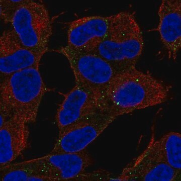 Anti-CARF antibody produced in rabbit Prestige Antibodies&#174; Powered by Atlas Antibodies, affinity isolated antibody