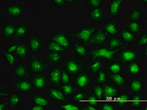 Monoclonal Anti-UBE2L3 antibody produced in mouse clone 3B7, purified immunoglobulin, buffered aqueous solution