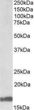 Anti-GAL antibody produced in goat affinity isolated antibody, buffered aqueous solution