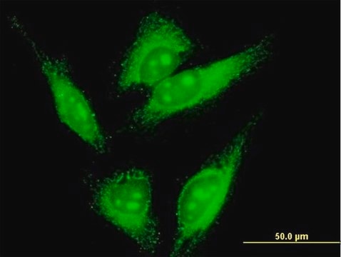 Monoclonal Anti-LMO7 antibody produced in mouse clone 4B4, purified immunoglobulin, buffered aqueous solution