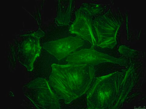 BioTracker&#8482; 497 Green Actin Live Cell Probe