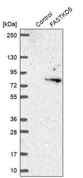 Anti-FASTKD5 antibody produced in rabbit Prestige Antibodies&#174; Powered by Atlas Antibodies, affinity isolated antibody, buffered aqueous glycerol solution