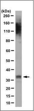 Anti-PITX3 Antibody, clone 12G4.1 clone 12G4.1, from mouse