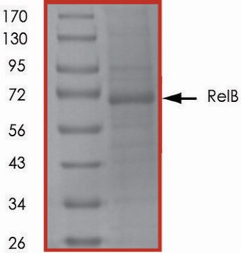 Rel B, His tagged human recombinant, expressed in baculovirus infected Sf9 cells, &#8805;70% (SDS-PAGE), buffered aqueous glycerol solution