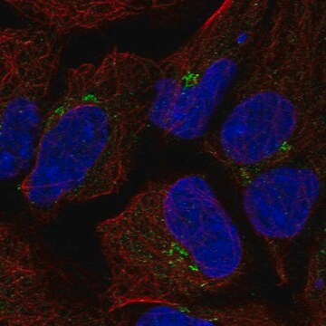 Anti-TMEM80 antibody produced in rabbit Prestige Antibodies&#174; Powered by Atlas Antibodies, affinity isolated antibody