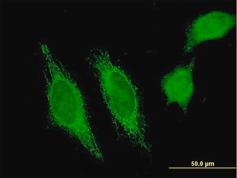 Monoclonal Anti-HHLA3 antibody produced in mouse clone 1F6, purified immunoglobulin, buffered aqueous solution