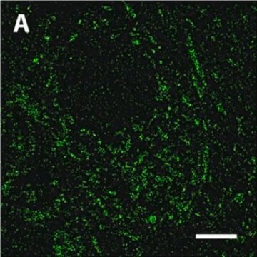 Anti-Cytochrome c antibody produced in sheep ~0.5&#160;mg/mL, affinity isolated antibody, buffered aqueous solution