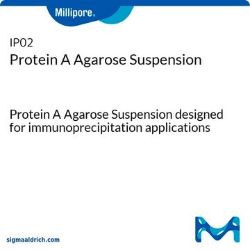 蛋白A琼脂糖混悬剂 Protein A Agarose Suspension designed for immunoprecipitation applications