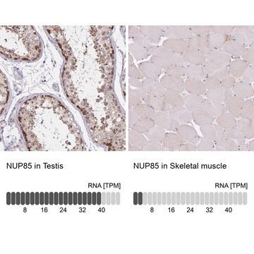 Anti-NUP85 antibody produced in rabbit Prestige Antibodies&#174; Powered by Atlas Antibodies, affinity isolated antibody, buffered aqueous glycerol solution