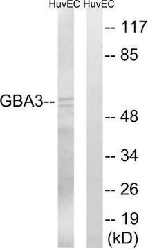 Anti-GBA3 antibody produced in rabbit affinity isolated antibody