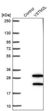 Anti-VSTM2L antibody produced in rabbit Prestige Antibodies&#174; Powered by Atlas Antibodies, affinity isolated antibody, buffered aqueous glycerol solution