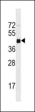 MONOCLONAL ANTI-MOUSE IRGM1 (C-TERMINAL) antibody produced in mouse clone 403CT8.5.5, crude ascites, buffered aqueous solution