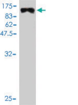 Monoclonal Anti-MYBPH antibody produced in mouse clone 1F11, purified immunoglobulin, buffered aqueous solution