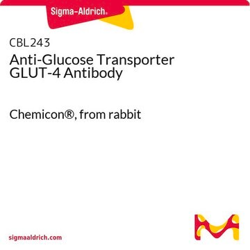 Anti-Glucose Transporter GLUT-4 Antibody Chemicon&#174;, from rabbit