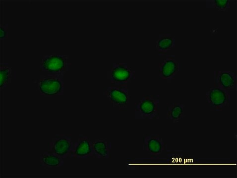 Monoclonal Anti-SGK2 antibody produced in mouse clone 2F6, purified immunoglobulin, buffered aqueous solution