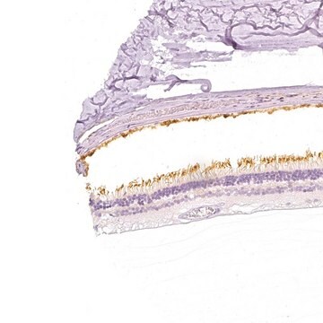 Anti-PDE6B antibody produced in rabbit Prestige Antibodies&#174; Powered by Atlas Antibodies, affinity isolated antibody