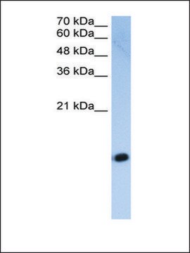 Anti-HIST2H2AC antibody produced in rabbit IgG fraction of antiserum