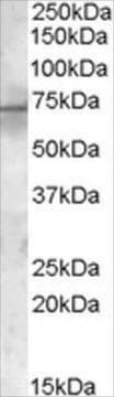 Anti-PDK1 antibody produced in goat affinity isolated antibody, buffered aqueous solution